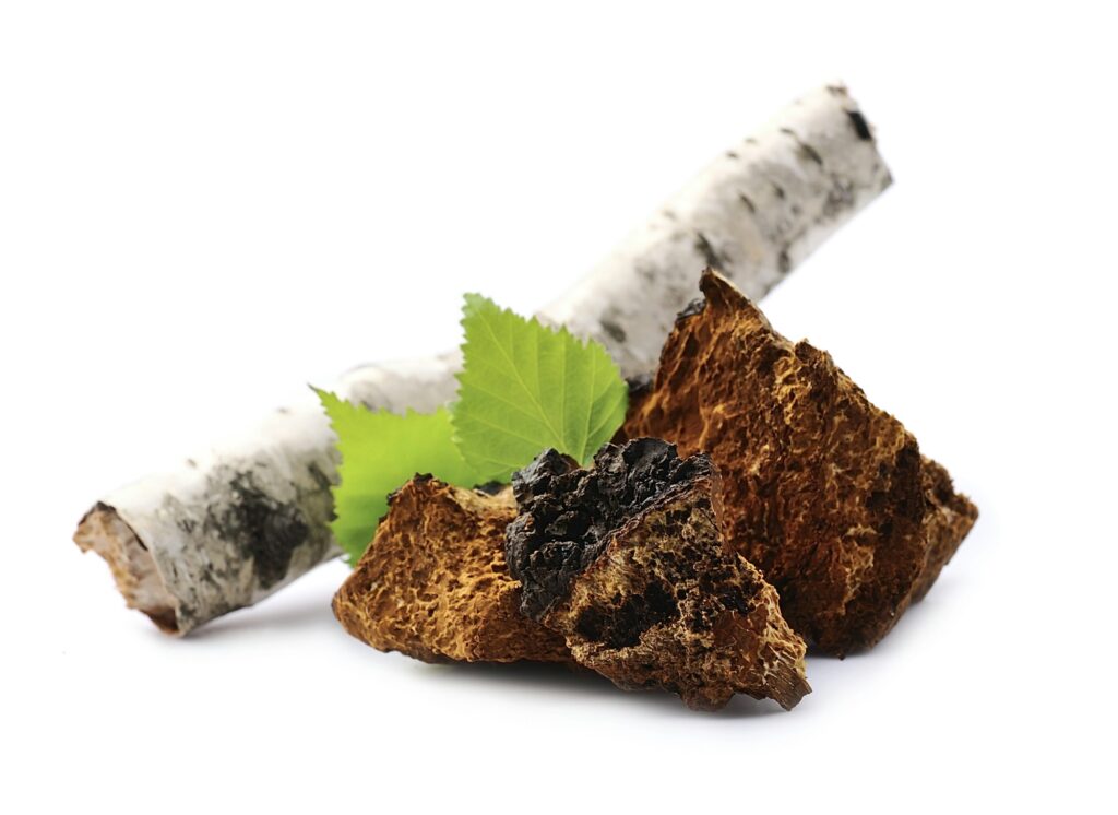 Chaga mushroom
