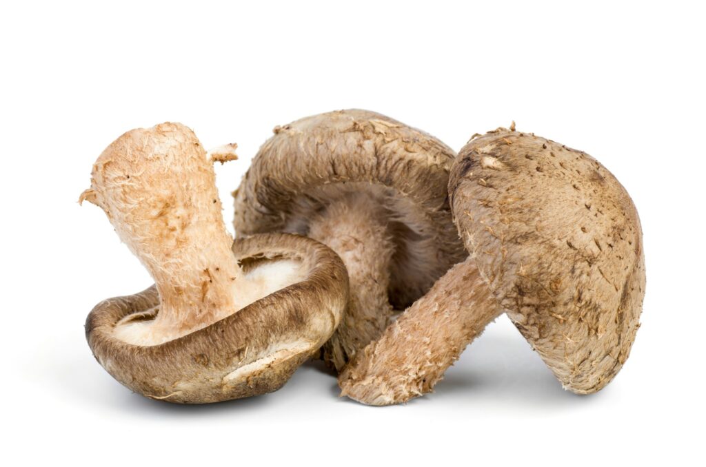 Three fresh shiitake mushrooms