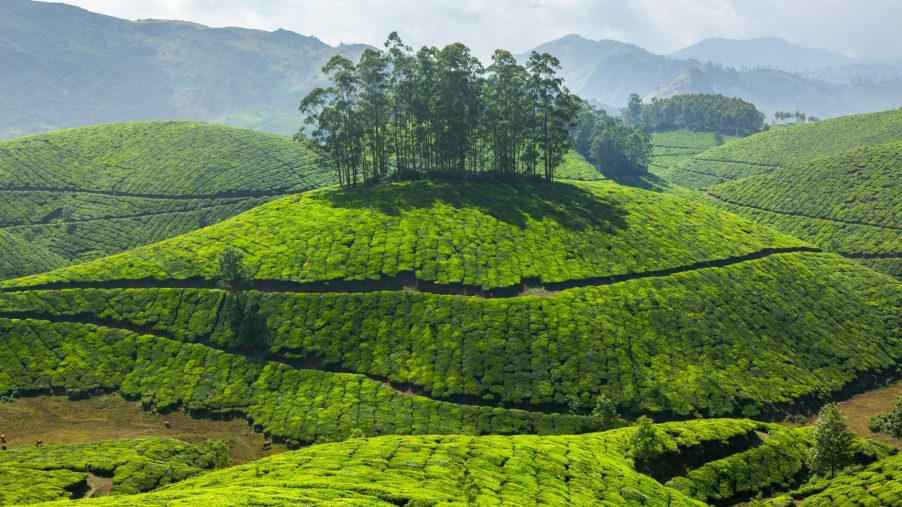 Tea plantations